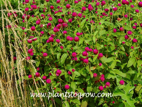 All Around Purple Globe Amaranth (Gomphrena)